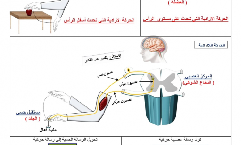 مصمم "الأنيميشن" العالمي هاياما : دراسة الحركة الطبيعية للجسم سيمكن من رسم حركات أكثر واقعية 1 0549ba0071b6aa38e33bcca5670b13ce1714901469