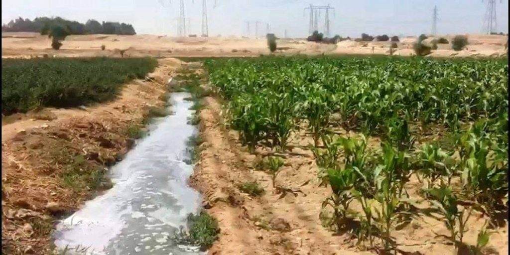 نبات الچوچوبا.. كنز مصر للاستفادة من مياه الصرف المعالج 1 1 1471716721564