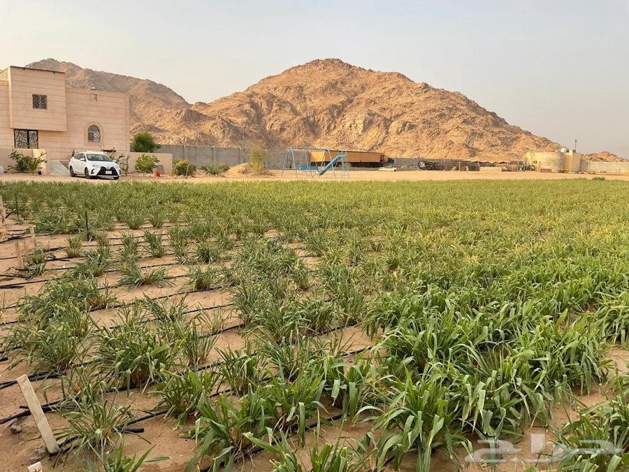 مشروع مزرعة وادي الشيح بأسيوط تجربة رائدة بالاستثمار ويوفر أكثر من 500 فرصة عمل مباشرة للشباب 1 900x675 2012E6C9 5F3D 4183 A487 E6A018F6002F1716721323
