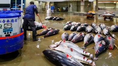 japanese fish market tuna1716973503