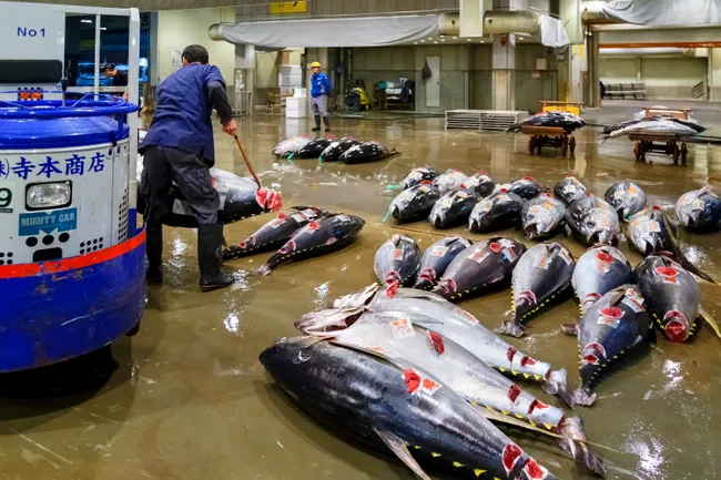 japanese fish market tuna1716973503