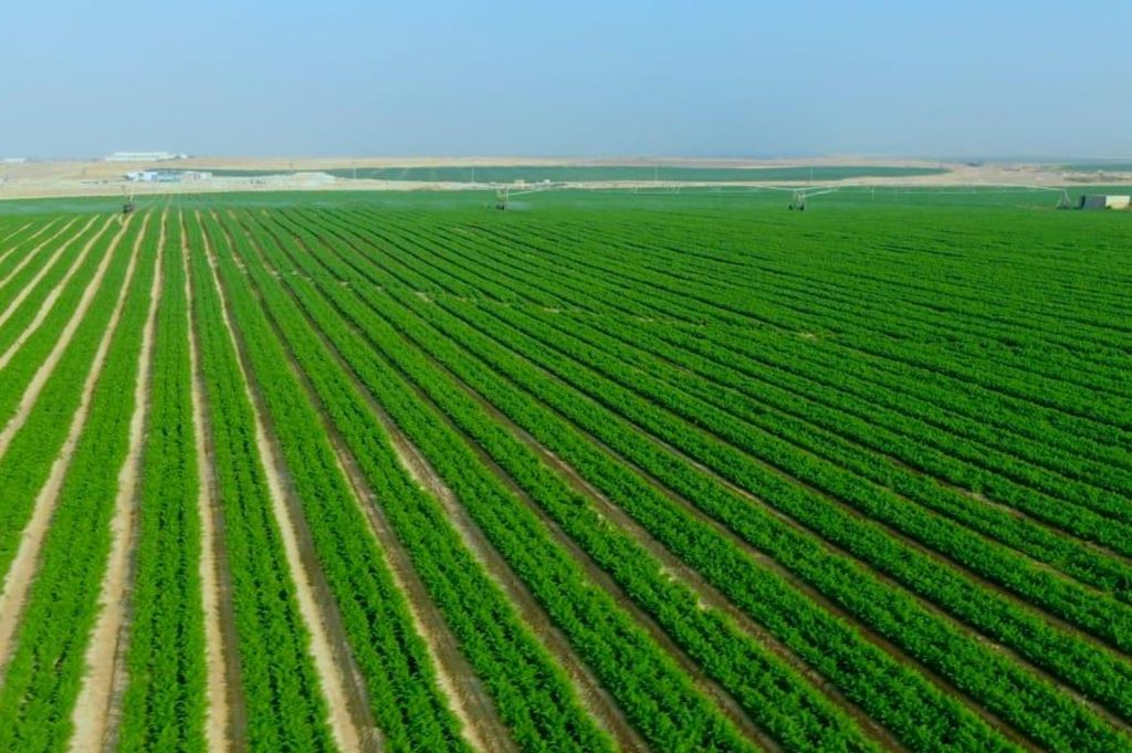 "الوطنية لاستصلاح وزراعة الأراضي الصحراوية".. أداة مصرية خالصة لغرس الخير في ربوع الوطن 1 masr360 2021 4 6 13 23 1 9161716559505