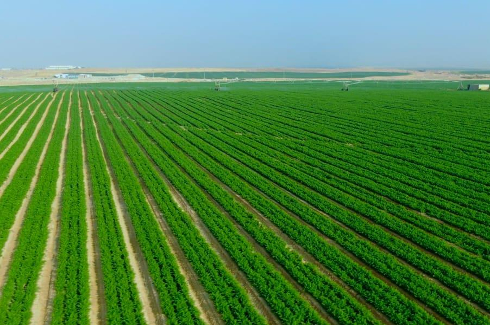 "الوطنية لاستصلاح وزراعة الأراضي الصحراوية".. أداة مصرية خالصة لغرس الخير في ربوع الوطن 1 masr360 2021 4 6 13 23 1 9161716559505