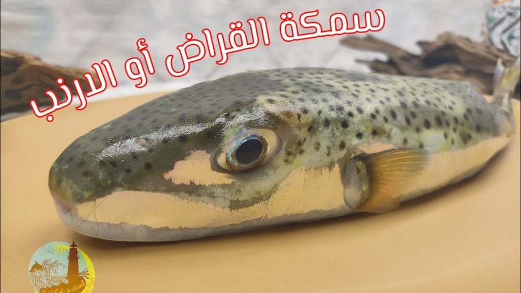 "صحة الإسكندرية" تحذر المواطنين من شراء سمكة الأرنب السامة وتناولها 1 maxresdefault1717077965