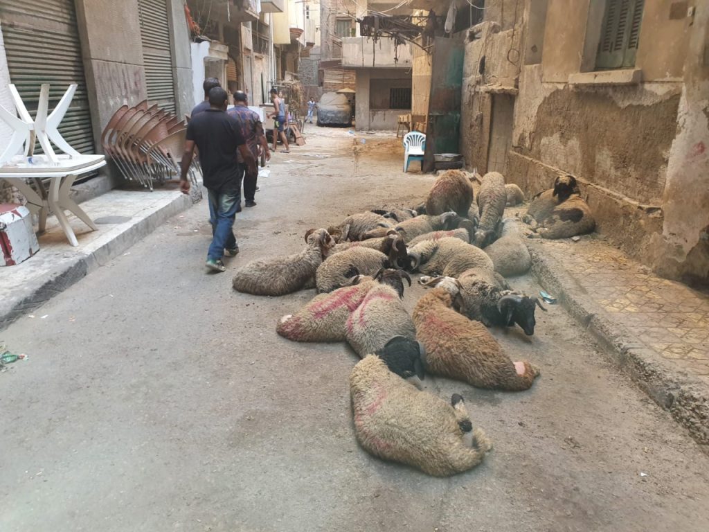 أحياء الاسكندرية: غرامات علي محلات الجزارة للذبح خارج المجازر العمومية 1 2771718699043