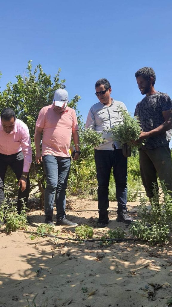 "بحوث الصحراء" يواصل العمل بالتجمعات الزراعية بشمال سيناء رغم ارتفاع الحرارة 1 IMG 20220703 WA00391719405787
