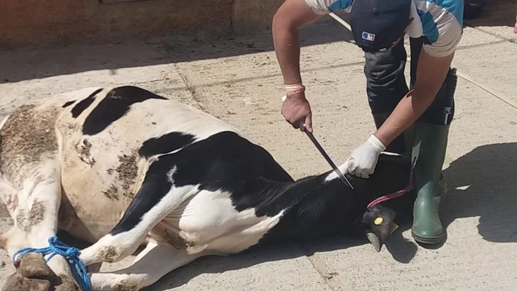 الهجرة: الإفتاء أجازت للمصريين المقيمين بالخارج ذبح الأضحية داخل مصر 1 LIee4 b3yFM1717935605