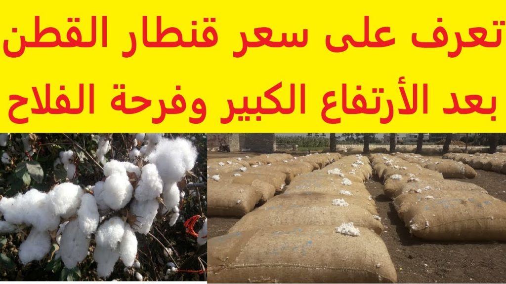 "الإحصاء": 1.5 مليون قنطار متري صادرات القطن في 2023 بزيادة 36.5 % عن 2022 1 maxresdefault1717327144