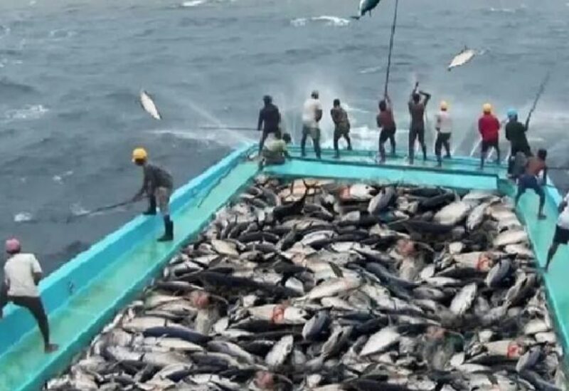 روسيا تعلق التعاون في مجال صيد الأسماك مع اليابان في منطقة جزيرة سيجنالني 1 صيد سمك