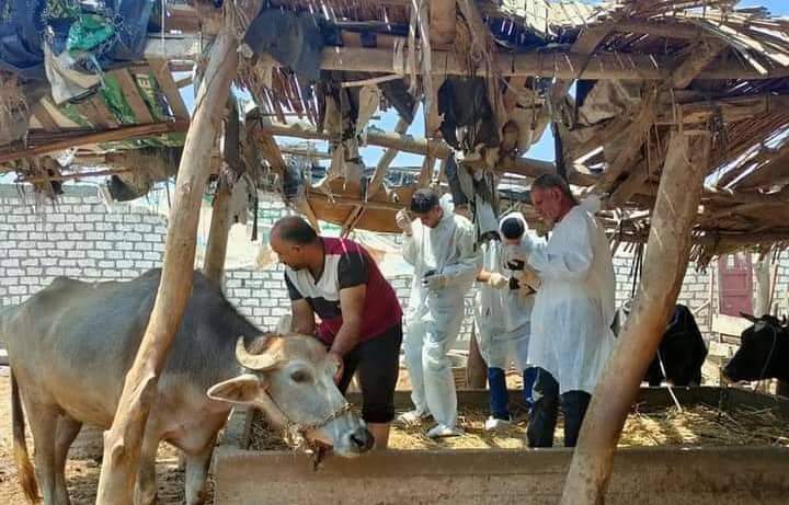 رئيس "الطب الوقائي البيطري": الحملة القومية لتحصين المواشي هدفها رفع المستوى المناعي للحيوانات 1 received 31817843853771451721026924