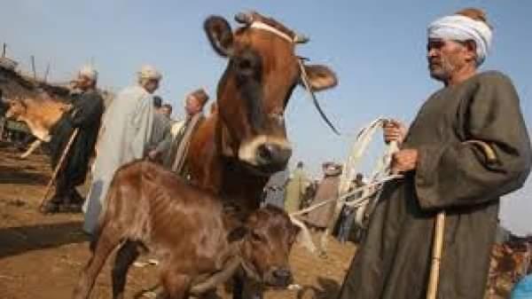 الغربية: انطلاق الحملة القومية الثانية لتحصين الماشية ضد "الحمى القلاعية" و"حمى الوادي المتصدع" 1 تحصين المواشى1720853463