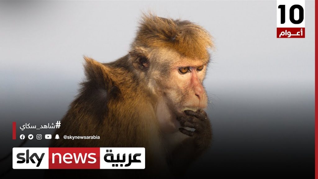تزايد الإصابات والوفيات بعدوى جدري القرود بكوت ديفوار.. والحكومة تحث على تجنب الاتصال بالحيوانات 1 maxresdefault1723199523