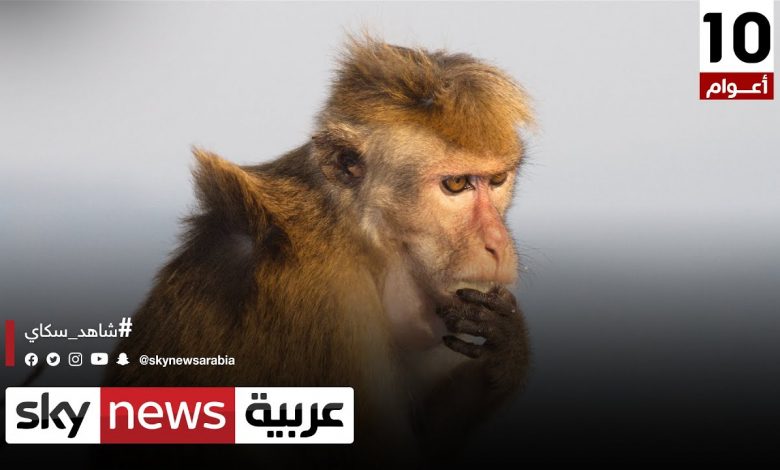 تزايد الإصابات والوفيات بعدوى جدري القرود بكوت ديفوار.. والحكومة تحث على تجنب الاتصال بالحيوانات 1 maxresdefault1723199523