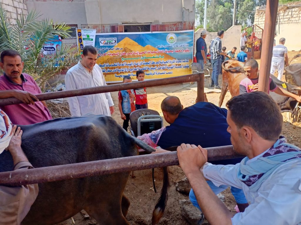 محافظة الجيزة تطلق 36 قافلة بيطرية مجانية لدعم المربين بقرى المحافظة 1 2023 638284804843483497 3481725959644