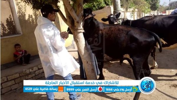 تحصين أكثر من 35 ألف رأس ماشية ضد طاعون المجترات الصغيرة بالشرقية..وانطلاق برنامج القوافل البيطرية بالوادي الجديد 1 221727609764