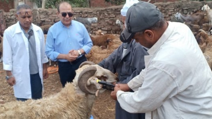 محافظ الشرقية: بدء الحملة القومية لتحصين الماشية ضد "طاعون المجترات الصغيرة" بعد غد 1 24927716616961601401726751044