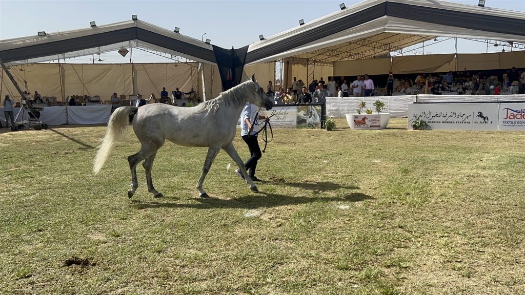 مهرجان الشرقية للخيول العربية يواصل فعالياته بمسابقة جمال الخيل 1 5601727385784
