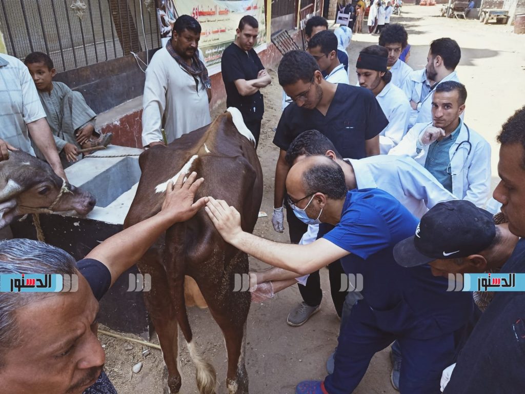 "بيطري الأقصر": الكشف على 3111 حالة خلال عدة قوافل طبية بيطرية إرشادية 1 971725899823