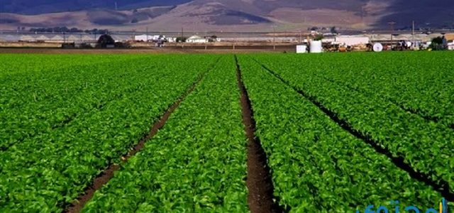 قنا.. استصلاح أكثر من 43 ألف فدان ضمن المشروع القومي لزراعة المليون ونصف المليون فدان 1 بحث عن مشروع المليون ونصف فدان pdf1727499364