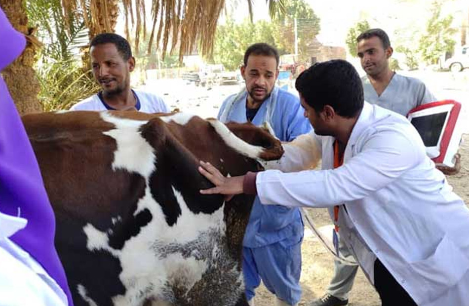 بيطري المنيا: علاج 1527 رأس ماشية في 3 قوافل مجانية بقرى المحافظة 1 قافله بيطرية1728311703