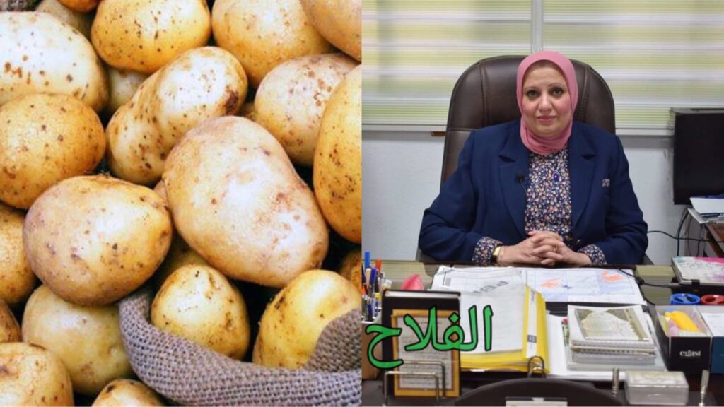 "فاو" تكرم مدير مشروع حصر ومكافحة مرض العفن البني في البطاطس 1 8 61729937284