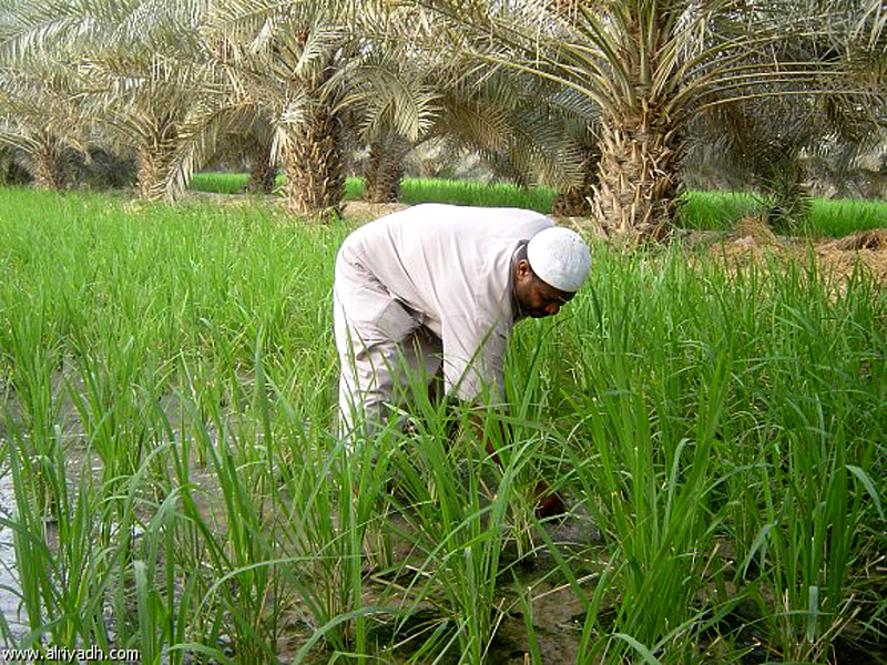 "الزراعة": 97% نسبة ما تم حصاده من الأرز.. وإنتاج أكثر من 29 ألف طن أسمدة عضوية حتى الآن 1 85671729770364