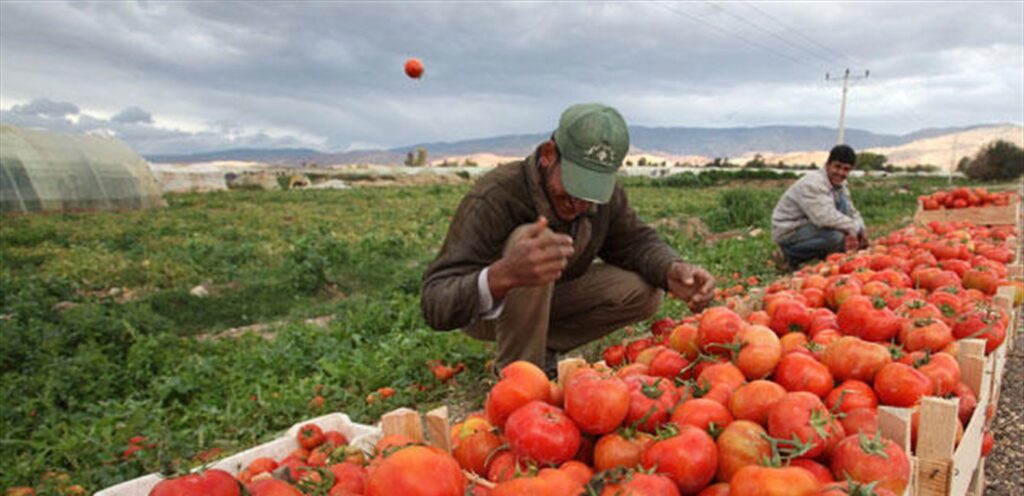 سوريا والفاو تبحثان تعزيز التعاون الثنائي في المجال الزراعي 1 Doc P 998733 6380097853535654241729256223