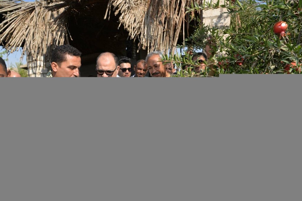 محافظ أسيوط يشهد حصاد محصول الرمان "الذهب الأحمر" بقرية بويط 1 elaosboa294181730017384