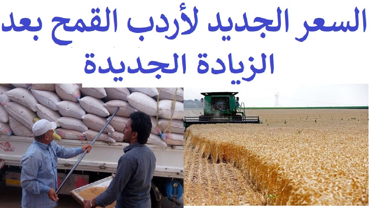 مجلس الوزراء يوافق على السعر الاسترشادي لأردب القمح ليبلغ 2200 جنيه لموسم 2024 - 2025 1