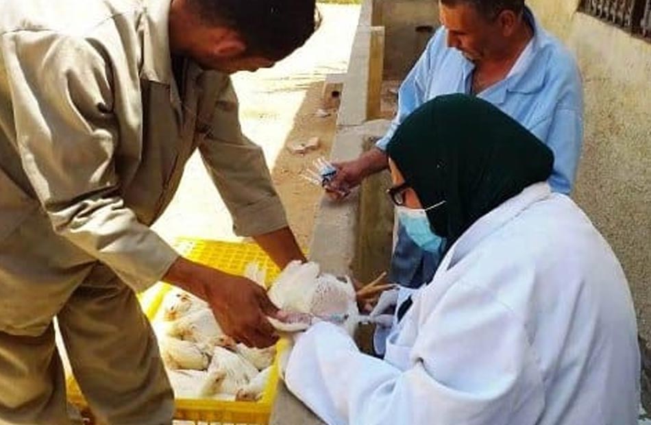"بيطري الشرقية" تحصين 258 ألفا و677 طائرا ضد أنفلونزا الطيور والأمراض الوبائية 1 19 2023 638091566392671062 2671731238863