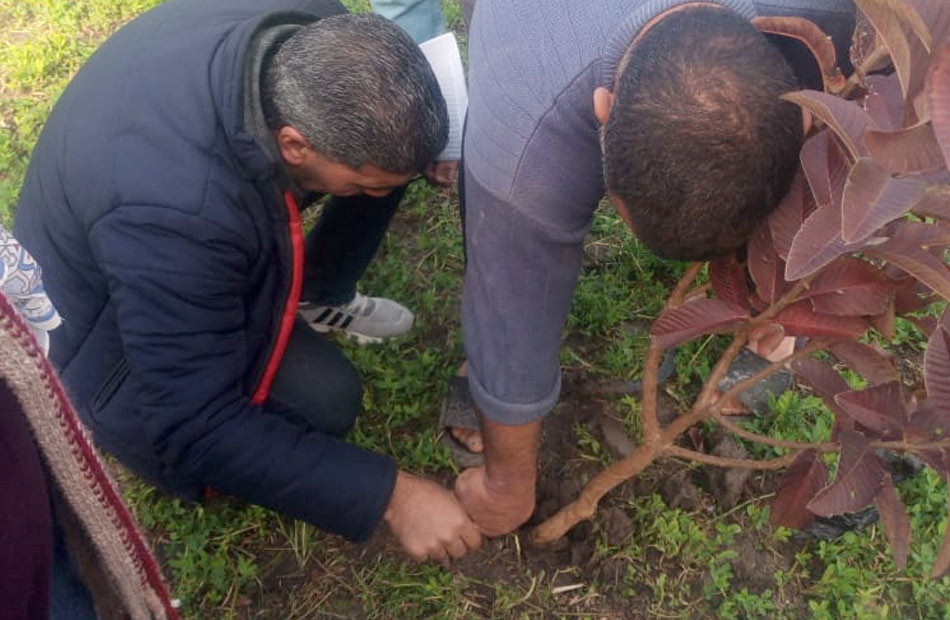 "الزراعة" تواصل المرور على زراعات البساتين وتقديم الدعم الفني للمزارعين بالمحافظات 1 19 2023 638120615922605741 2601732436943