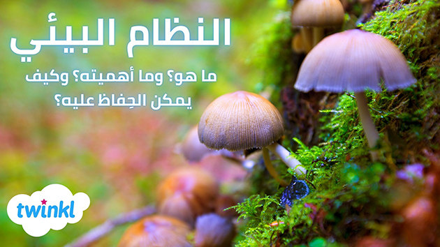 اكتشاف نظام بيئي كامل يعود إلى 280 مليون سنة بجبال الألب الإيطالية نتيجة ذوبان جليدي 1 ecosystem ar ver 11731692168