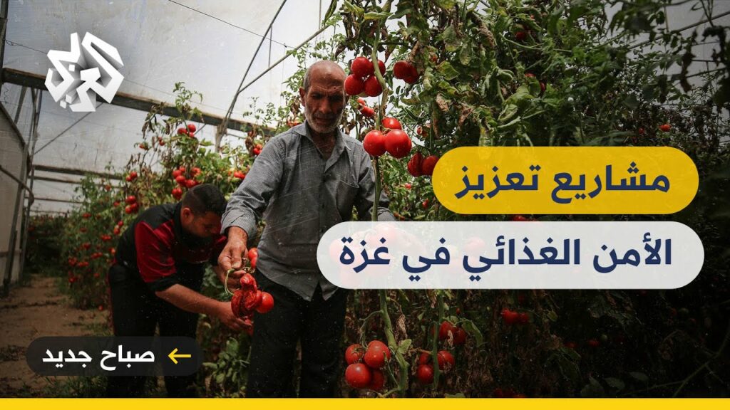 إطلاق مشروع "تعزيز الأمن الغذائي من خلال دعم صغار مزارعي القمح" 1 maxresdefault1730971443